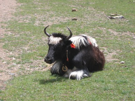 Liberated Yak
